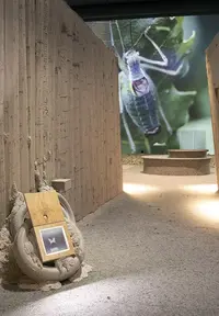 Insektensterben — Alles wird gut