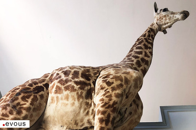 Naturhistorisches Museum Basel
